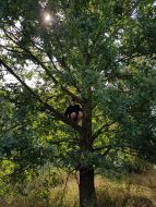 Patrik na strome